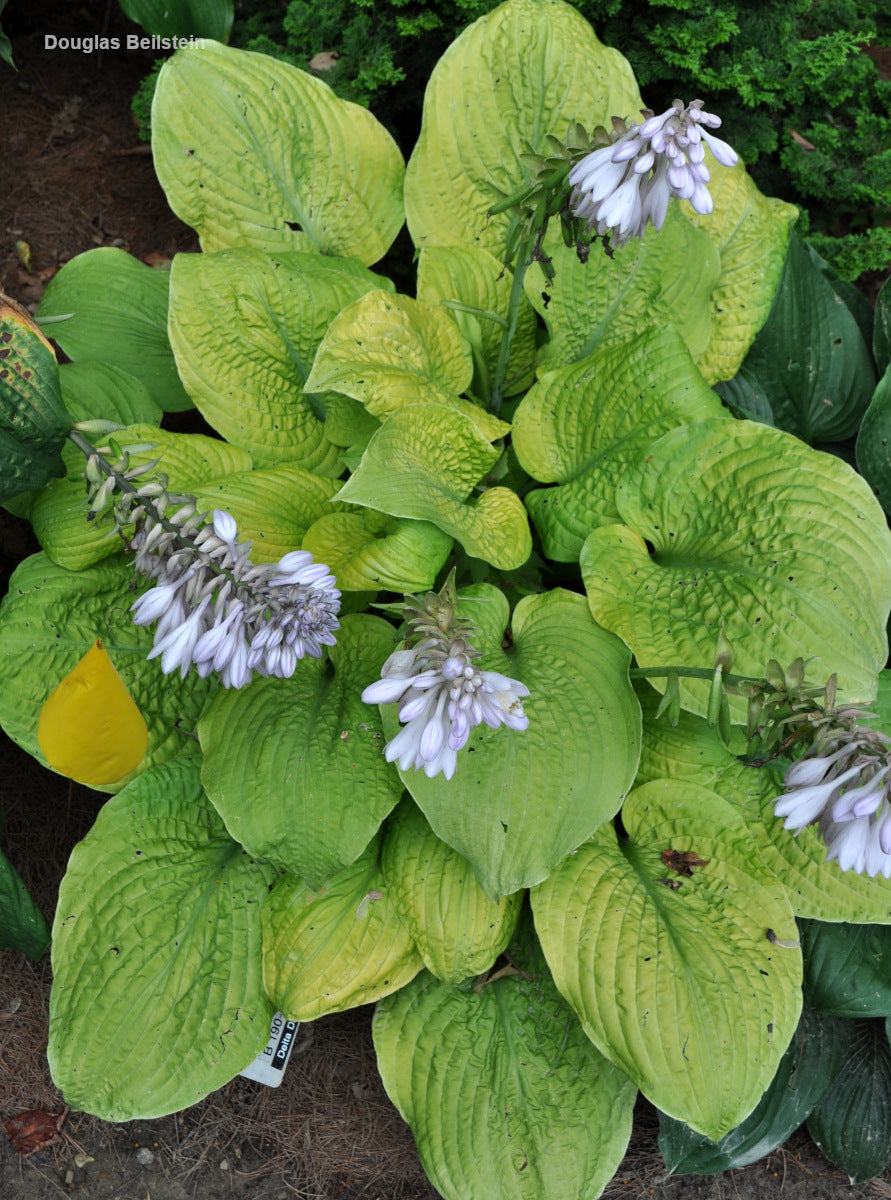 Hosta 'Telegraham'
