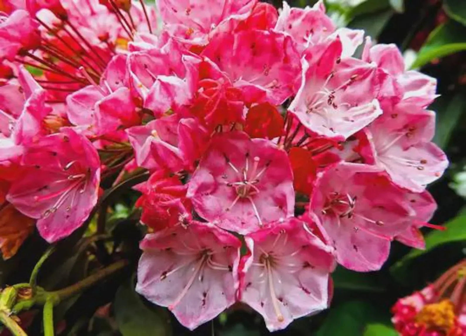 Kalmia latifolia 'Sepulga Pink' Mountain Laurel plant from Rocky Knoll Farm