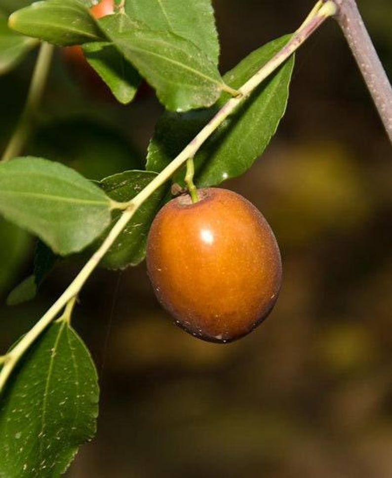 Grafted Jujube Tree - 1 to 2 Feet - Sugar Cane Variety - Zizyphus jujuba 'Sugar Cane' - Ships in 6" Pot