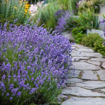 400+ True English Lavender Seeds