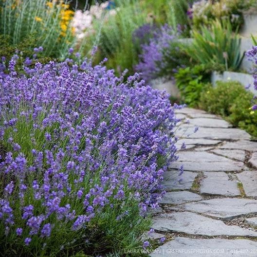 400+ True English Lavender Seeds
