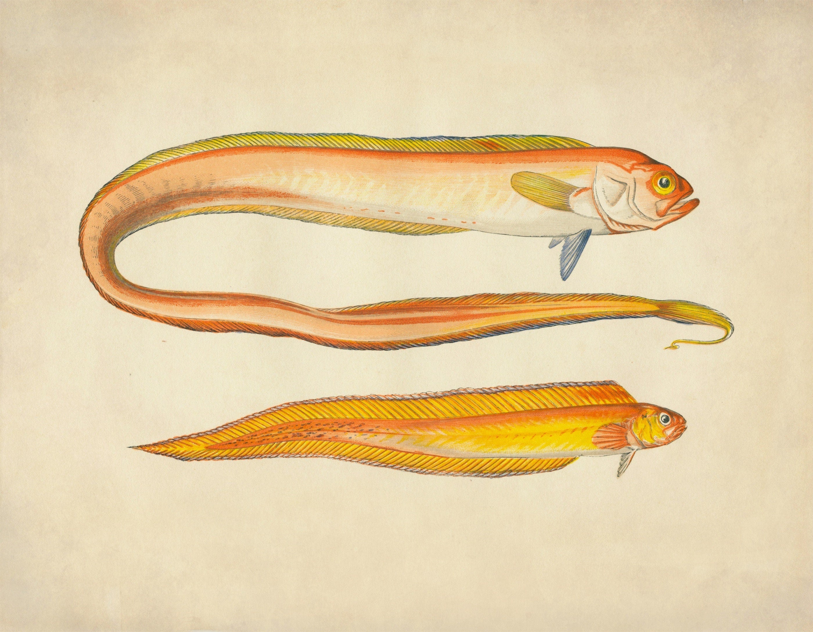 Red Bandfish and Variety Print ‚Äì antique art print from Ninska Designs