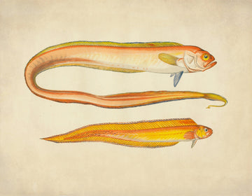 Red Bandfish and Variety Print ‚Äì antique art print from Ninska Designs