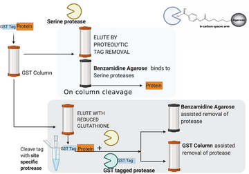 glutathione affinity column On and Off Protein Tag Removal Columns can be used as a spin format of gravity flow columns Elution profile of rat liver –