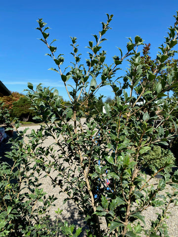 Stachelblättrige Duftblüte / Osmanthus heterophyllus