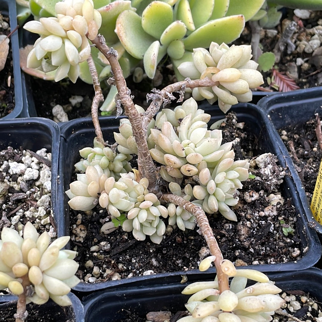 Graptopetalum glassii (4") | Leather Petal (4")