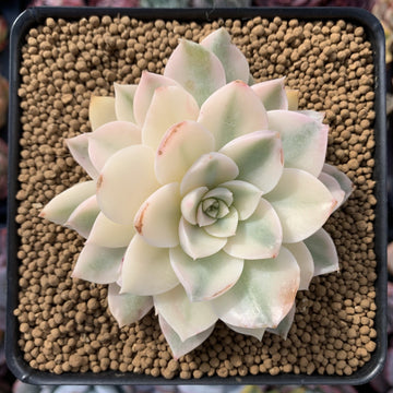 Echeveria 'Anna' Variegated 3"-4" Rare Succulent Plant