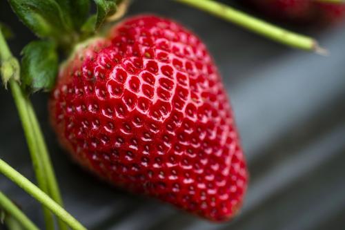 Royal Royce Day Neutral Strawberry strawberry plants stolon runner online shopping
