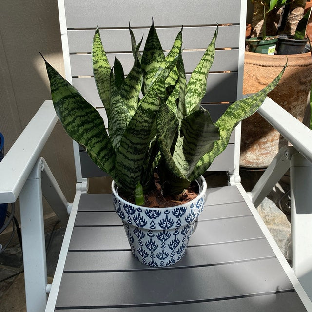 Sansevieria Robusta, Snake Plant in a deco pot