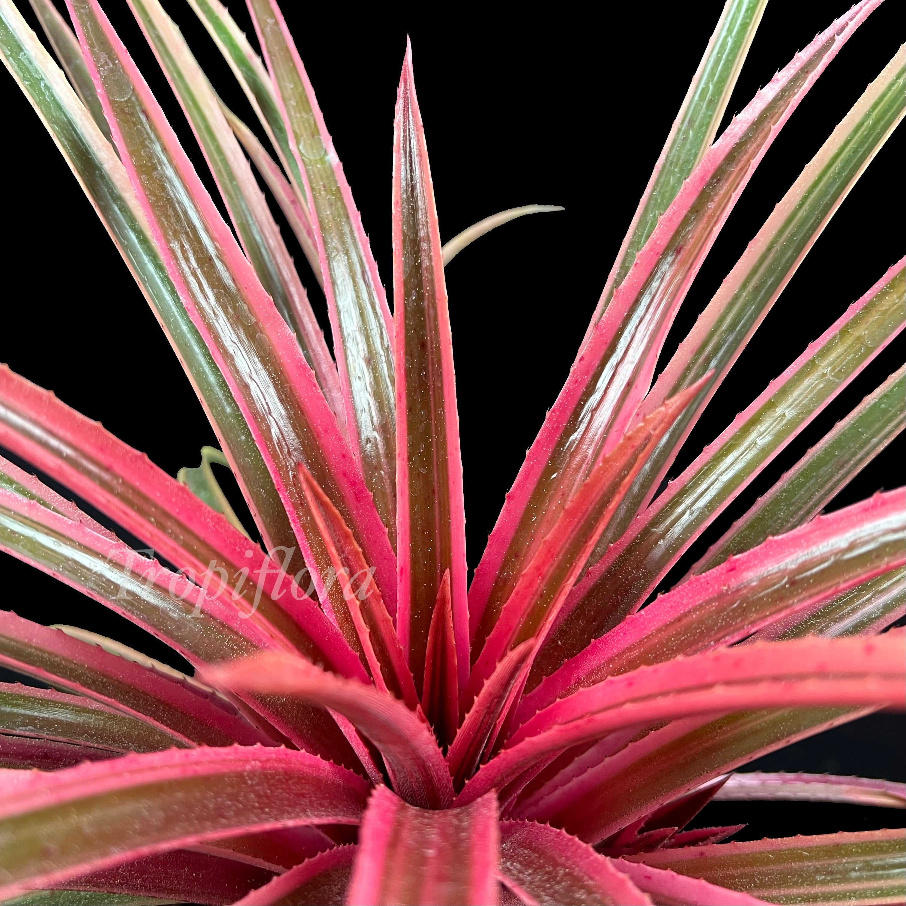 X Sincoregelia Outrageous Plants