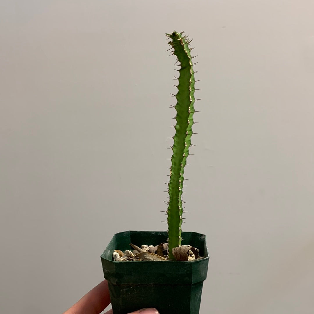 Euphorbia waterbergensis
