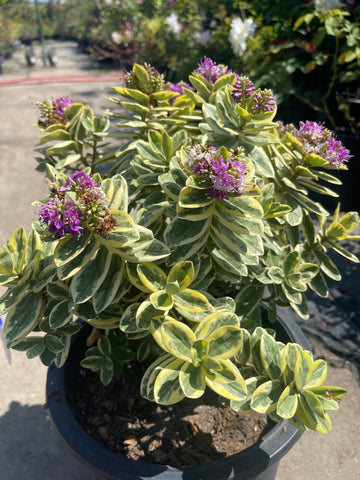 Hebe speciosa 'Variegata'