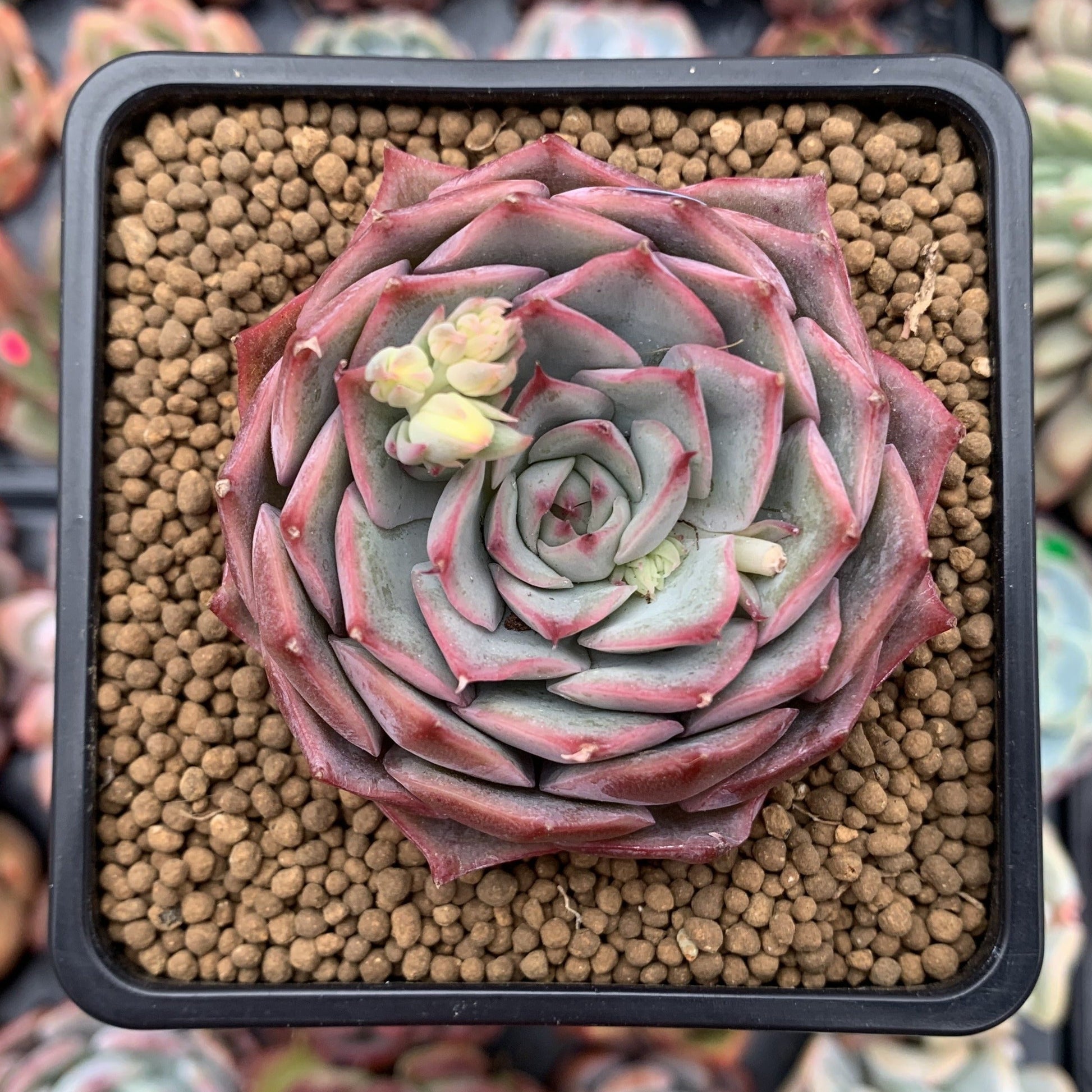 Echeveria 'Pink Tips' 4" Succulent Plant