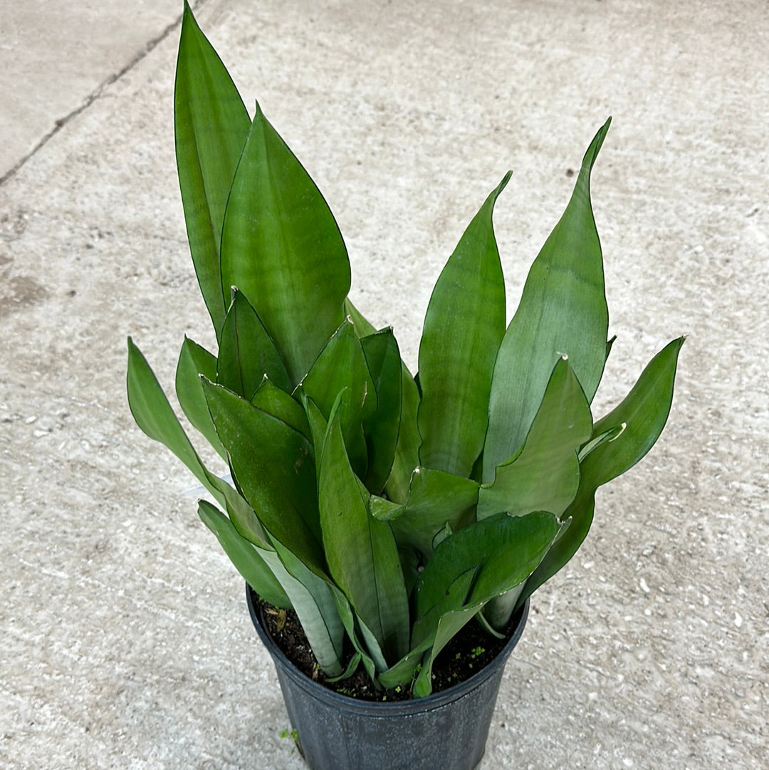 Sansevieria Moonshine 8" - Moonshine Snake Plant