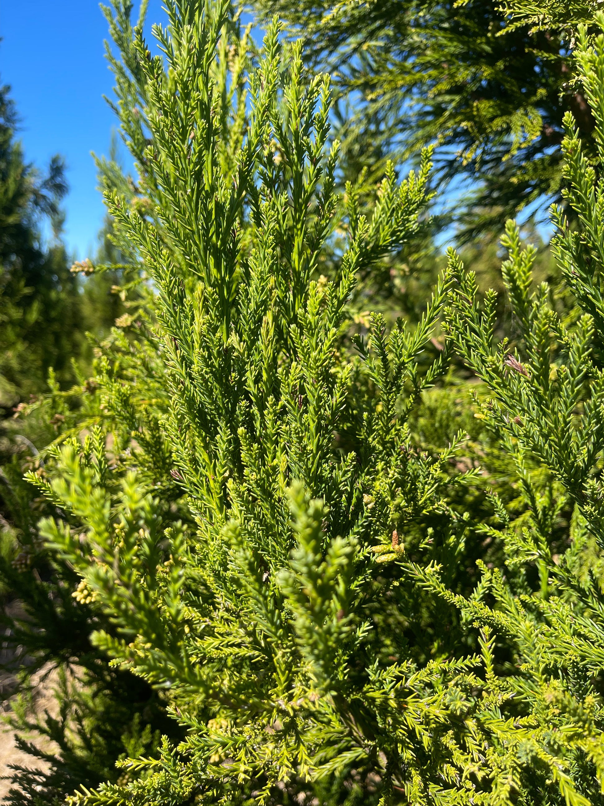 Cryptomeria japonica 'Radicans' ~ Radicans Japanese Cedar