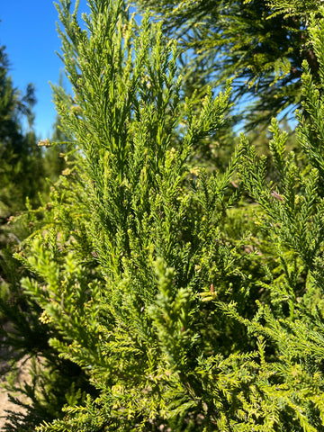 Cryptomeria japonica 'Radicans' ~ Radicans Japanese Cedar