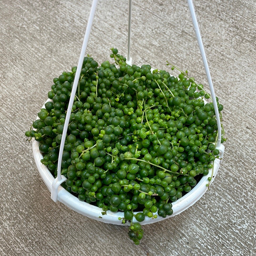 Senecio rowleyanus 7.5" HB - String of Pearls