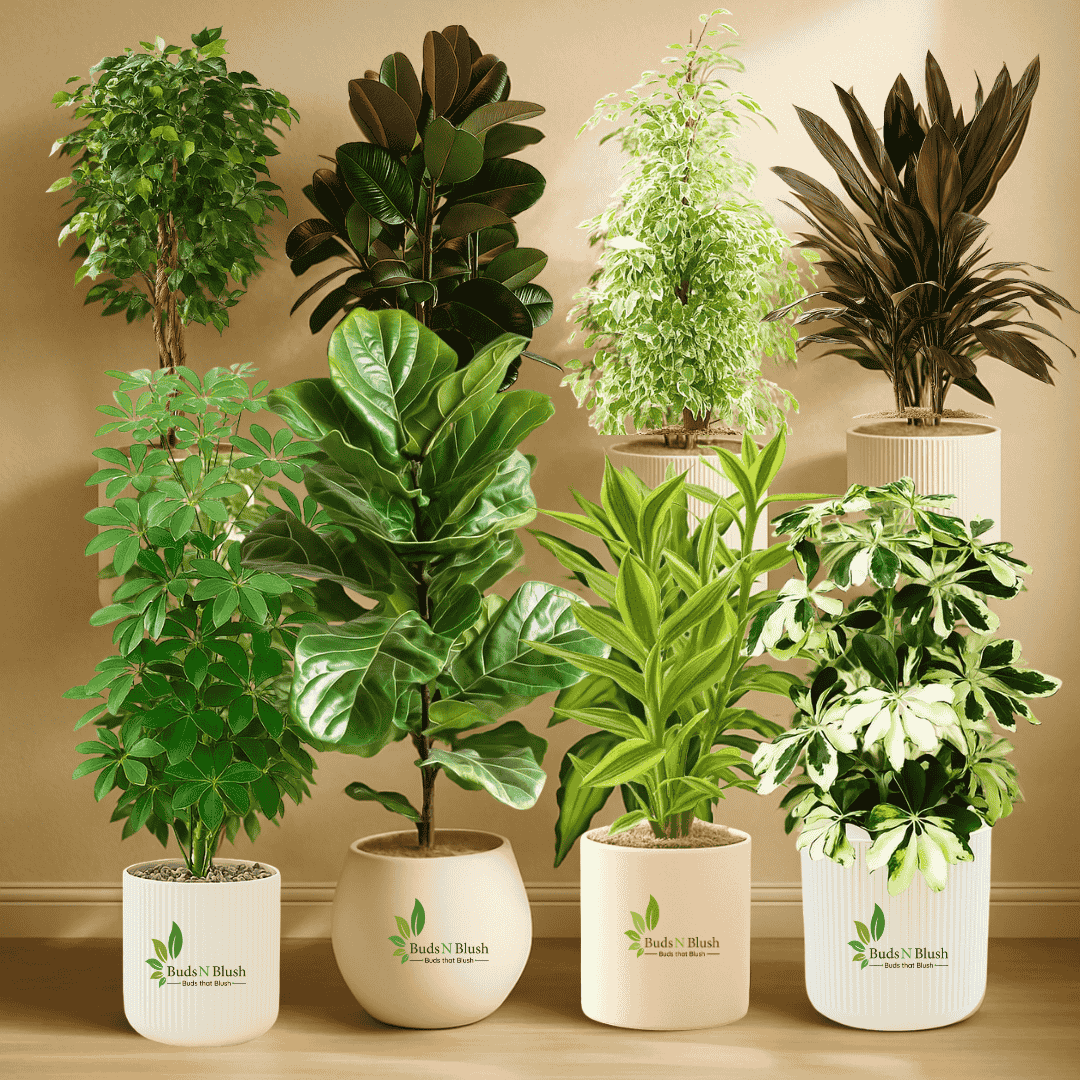 Indoor Garden Starter Kit (8 Indoor Trees + 5 Seeds)