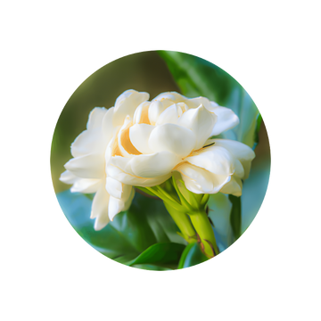 Jasmin Sambac Absolute (Biolandes)