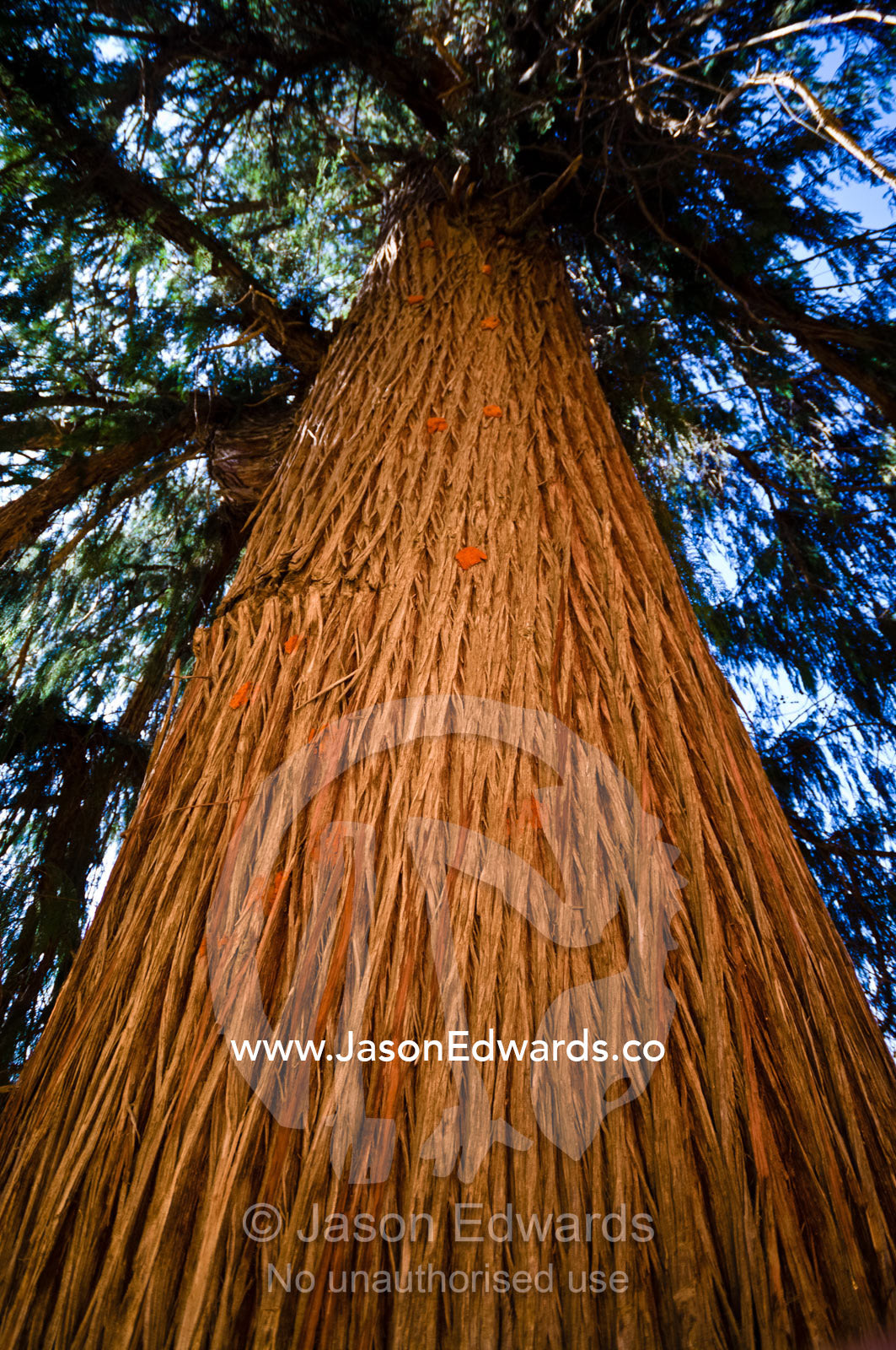 The enormous orange-ribbed trunk of Bhutan's national tree the Bhutan Cypress. Rinpung Dzong, Paro Dzong, Paro, Paro District, Bhutan.