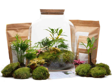DIY Terrarium Kit Extra Large  ◦ Holborn H: 38 cm