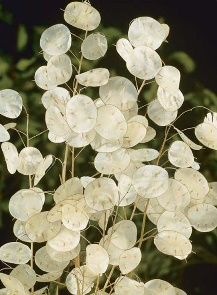 100 Money Plant Flower Seeds