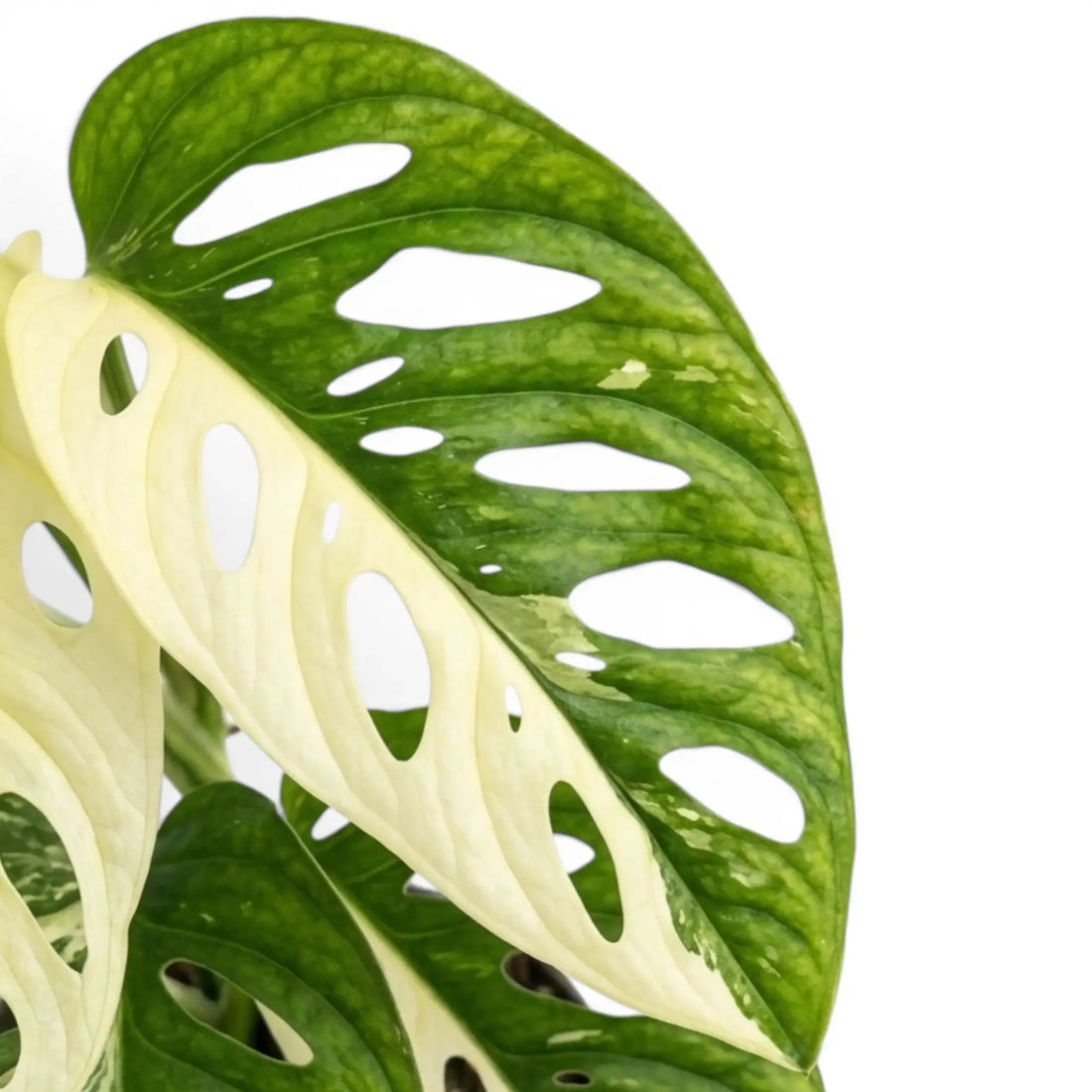 Close-up of Monstera adansonii albo variegated leaves on white backround