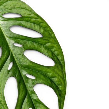 Monstera adansonii Monkey Leaf, Blätter in Nahaufnahme auf weißem Hintergrund