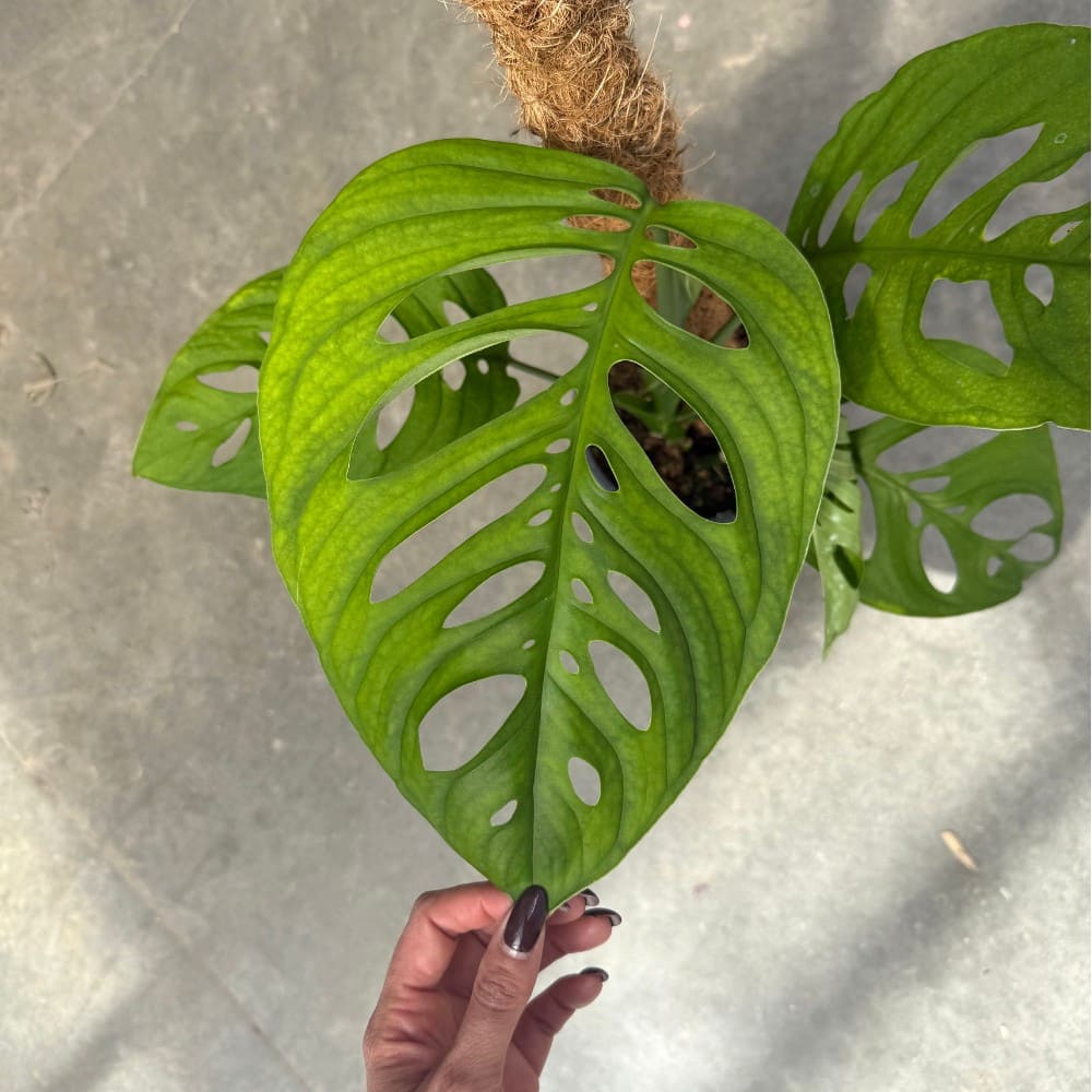 Gros plan sur la feuille verte perforée d'une magnifique Monstera Esqueleto poussant sur un tuteur en fibre de coco