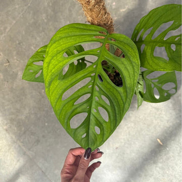 Gros plan sur la feuille verte perforée d'une magnifique Monstera Esqueleto poussant sur un tuteur en fibre de coco