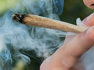 More Americans than ever believe marijuana smoke is safer than cigarette smoke, but they're wrong