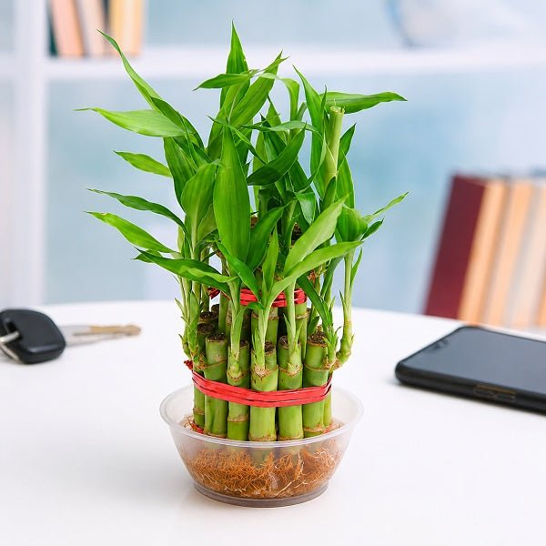 2 Layer Lucky Bamboo Plant in a Bowl