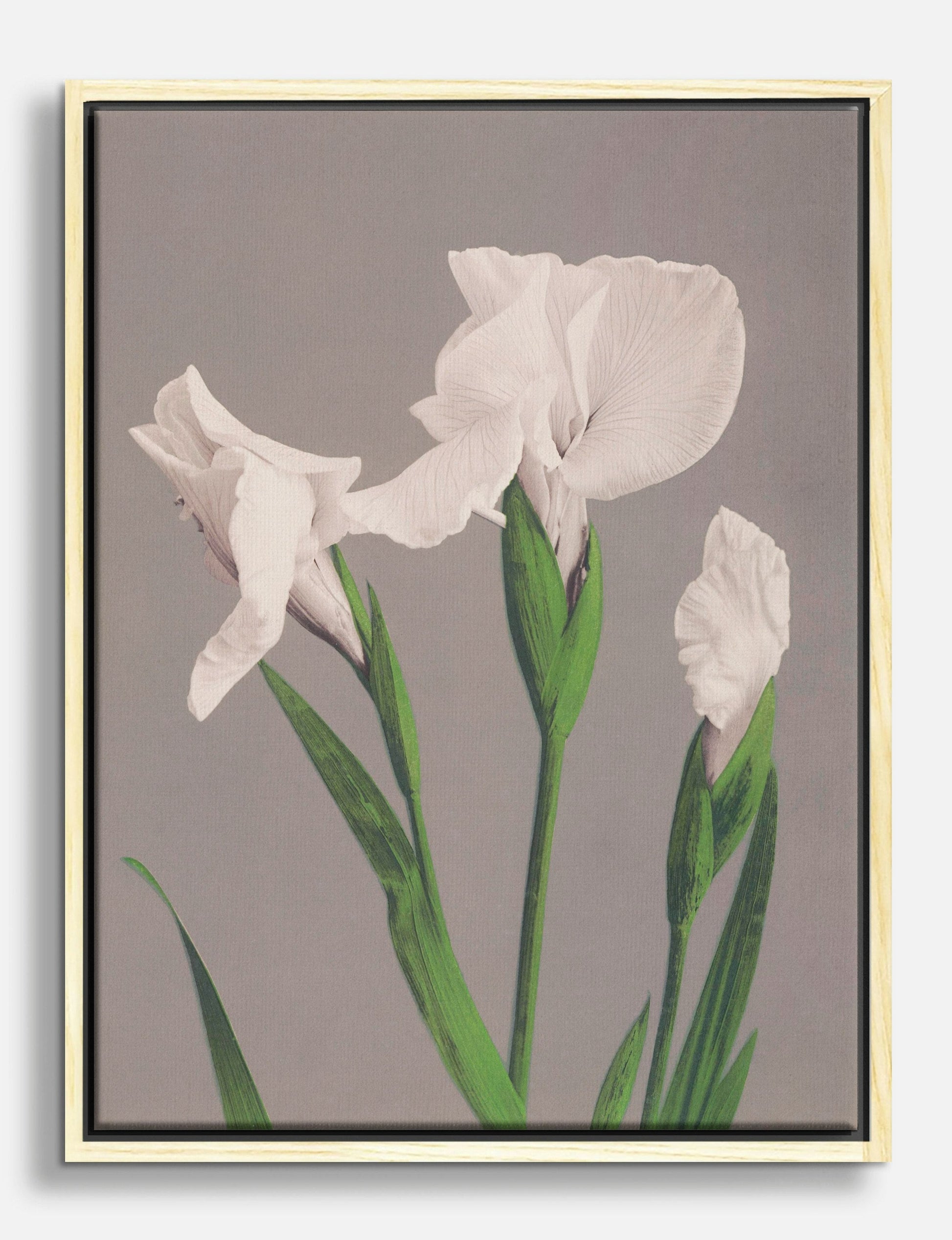 White Irises by Ogawa Kazumasa Canvas Print Oak