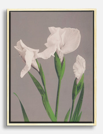 White Irises by Ogawa Kazumasa Canvas Print Oak