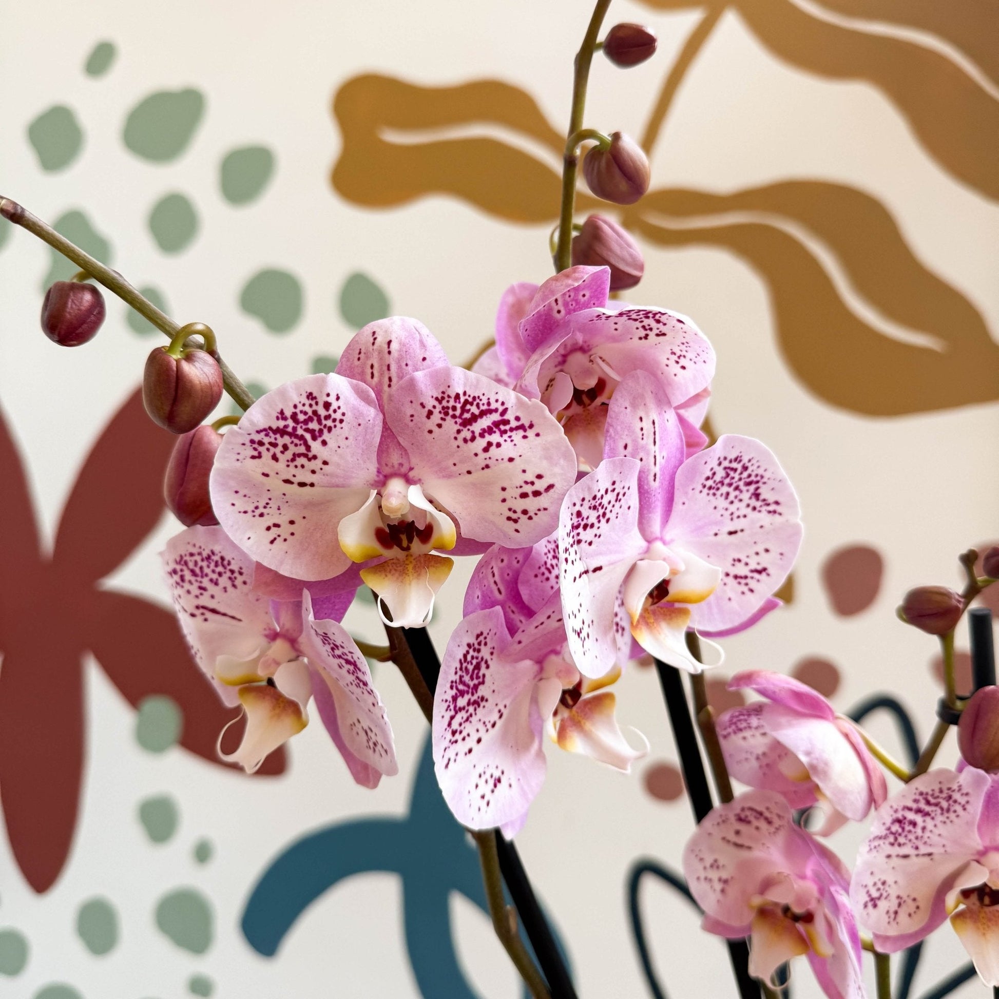 Phalaenopsis 'Spotted World' - Pink Spotty Moth Orchid - Sprouts of Bristol