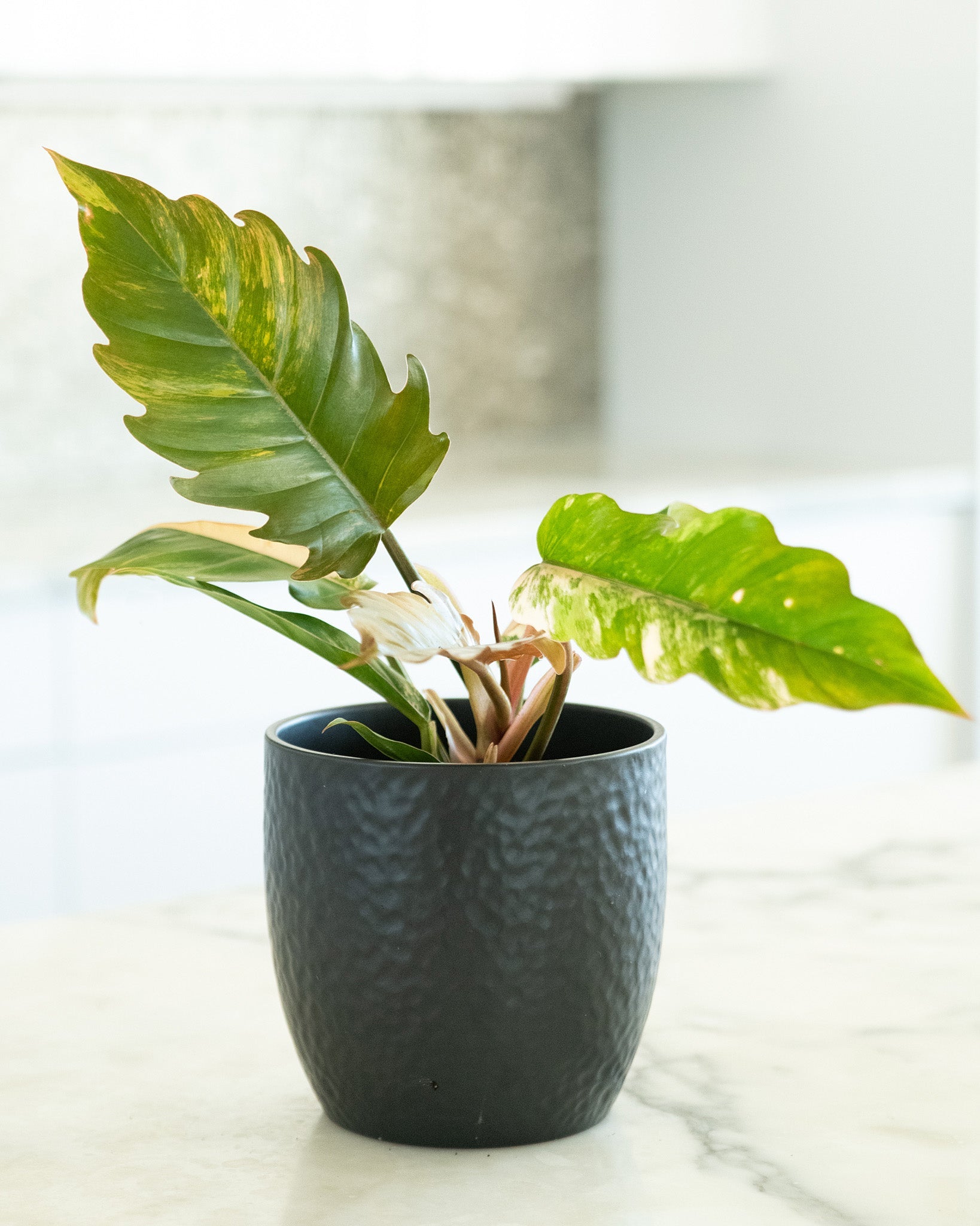 Philodendron 'Caramel Marble'