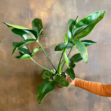 Philodendron ‘Fun Bun’ - grow urban. UK