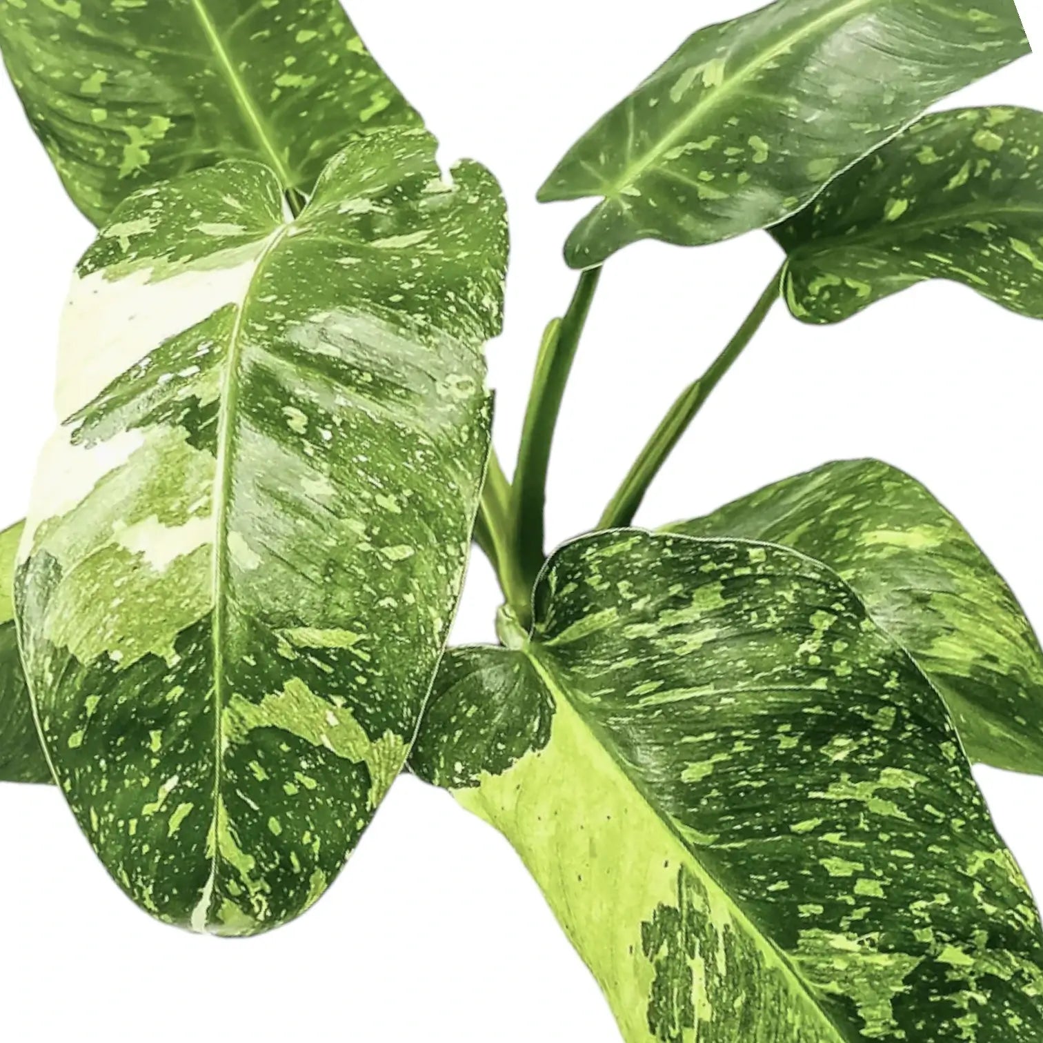 Philodendron 'Jose Buono' close-up of leaf on white background.