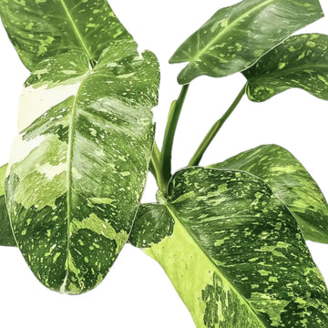 Philodendron 'Jose Buono' close-up of leaf on white background.