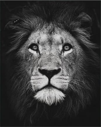 Pintar Por Números - Cabeza De León Blanco Y Negro - Figuredart - Animales Leones