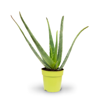 Plantura Aloe vera