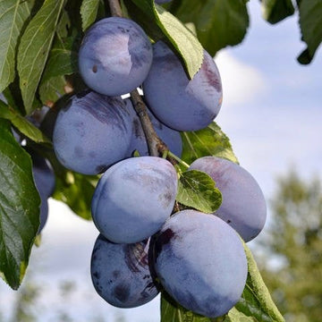 Prunus domestica 'Blue Damson' (Prunier 'Blue Damson')