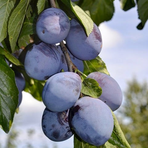 Prunus domestica 'Blue Damson' (Prunier 'Blue Damson')