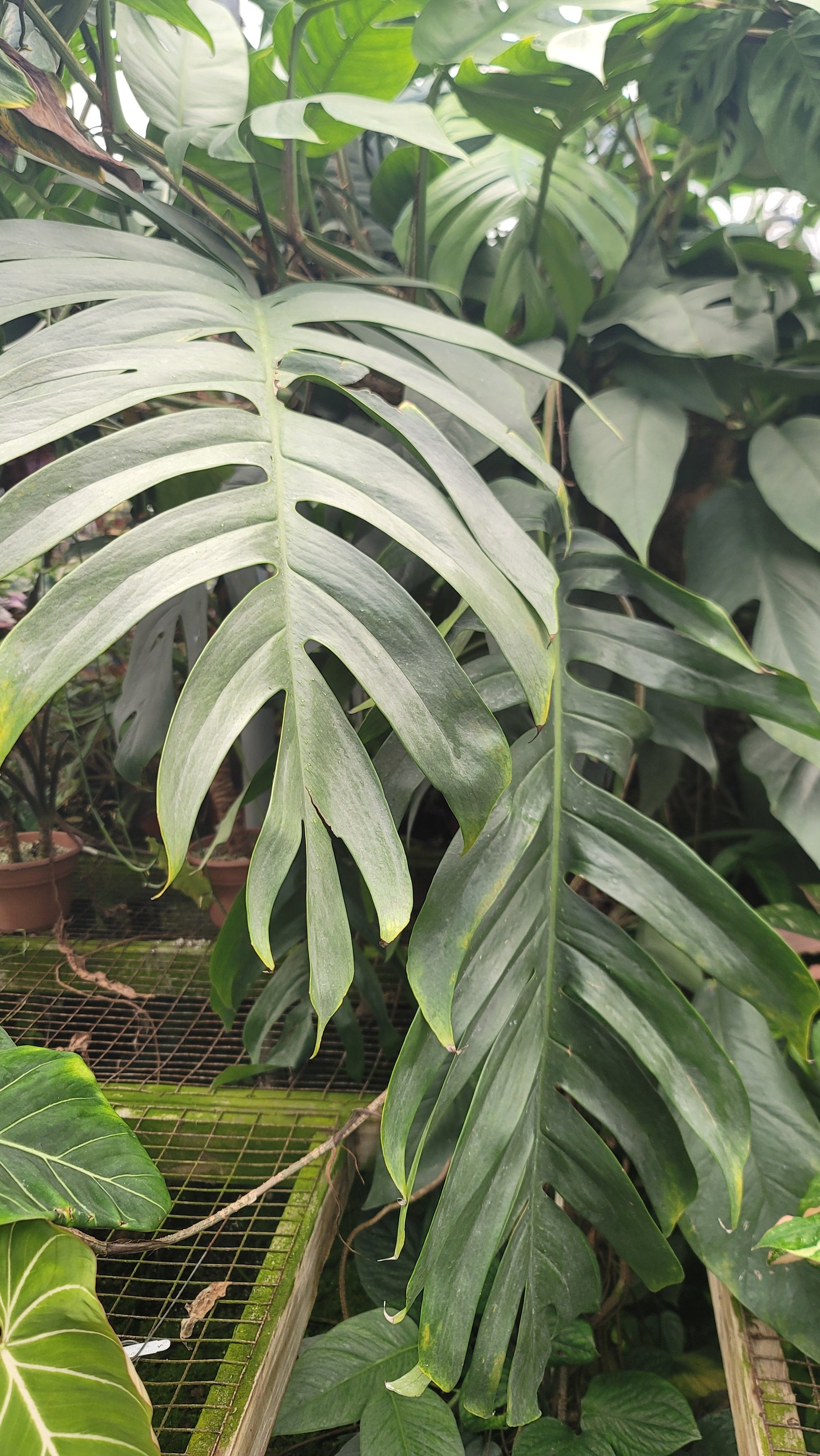 Epipremnum pinnatum 'Cebu Blue'