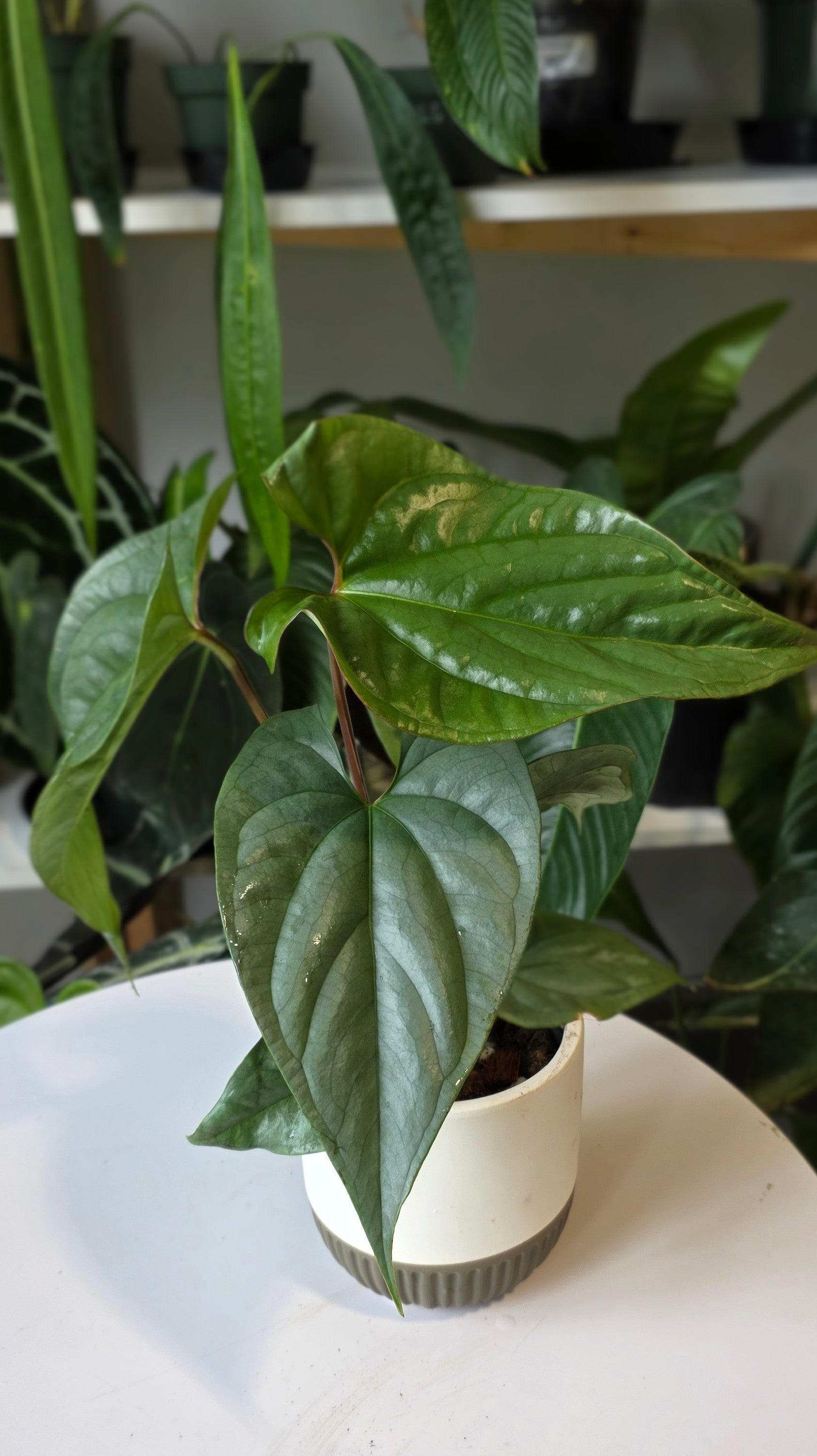Anthurium sp. Silver Peru (E)