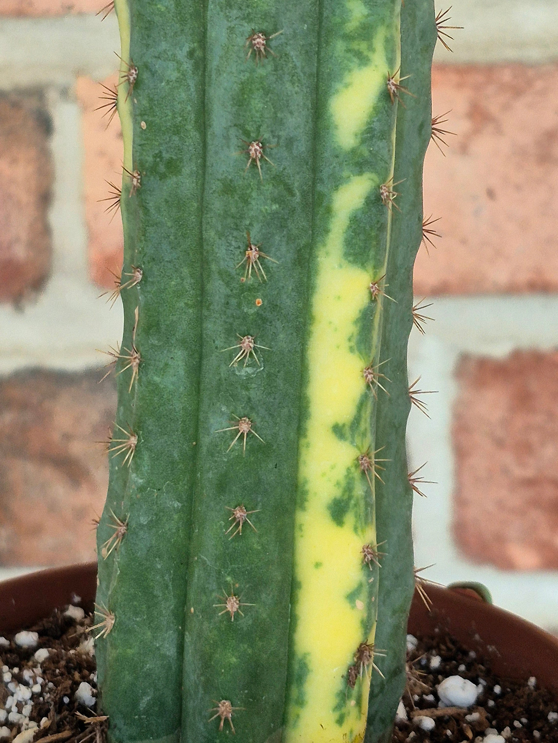 Variegated San Pedro Cactus (Trichocereus macrogonus var. pachanoi variegata)