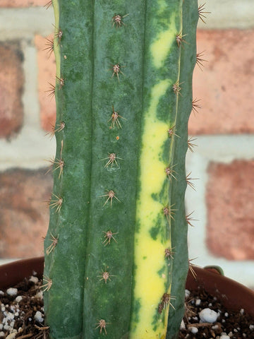Variegated San Pedro Cactus (Trichocereus macrogonus var. pachanoi variegata)
