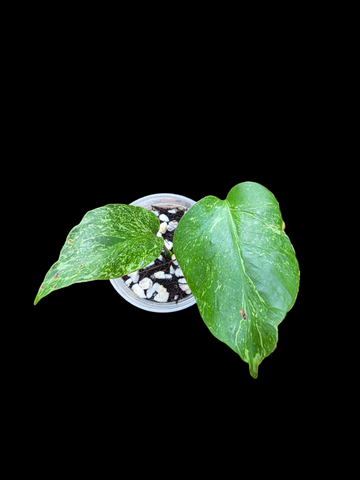 Monstera Deliciosa Thunderbolt