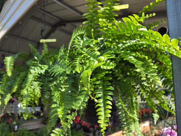 Fern Hanging Basket 10"