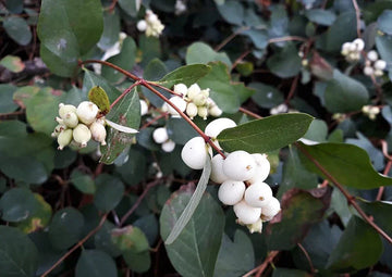Snowberry Shrub Seeds - 50+ Non-GMO, Native Iowa Variety, Symphoricarpos albus